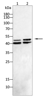MAP2K1 Antibody