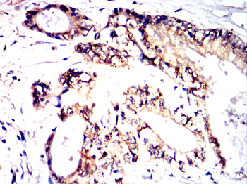 MAP2K1 Antibody