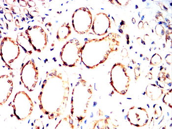 LIG4 Antibody