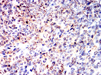 LIG4 Antibody
