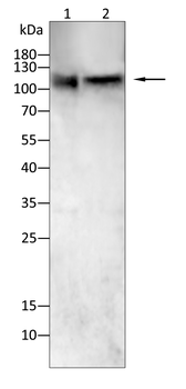 LIG4 Antibody