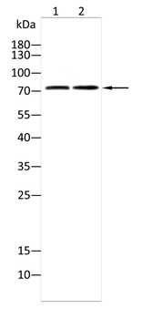 SDHA Antibody
