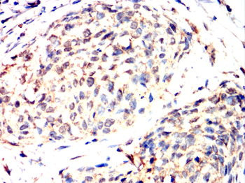 GPX1 Antibody