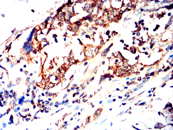 GPX1 Antibody