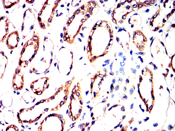 GPX1 Antibody