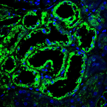 GPX1 Antibody
