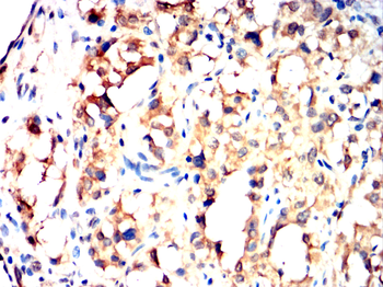 GPX1 Antibody