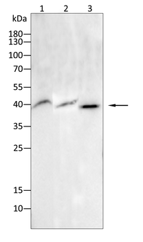 GPX1 Antibody