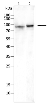 PKHD1 Antibody