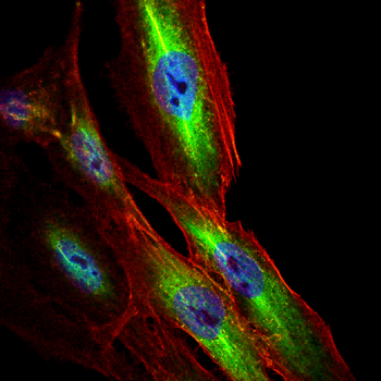 CTTN Antibody