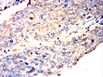 CTTN Antibody