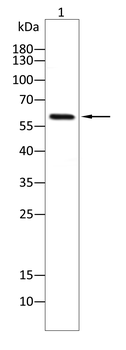 CTTN Antibody