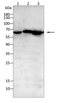 CTTN Antibody