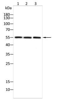 MMP11 Antibody