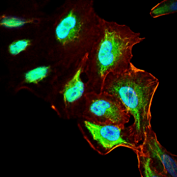 HNRNPK Antibody