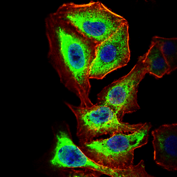 EIF2AK2 Antibody