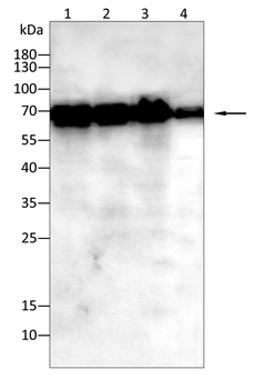 EIF2AK2 Antibody