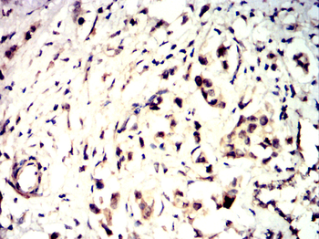 SNCA Antibody