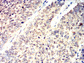 SNCA Antibody