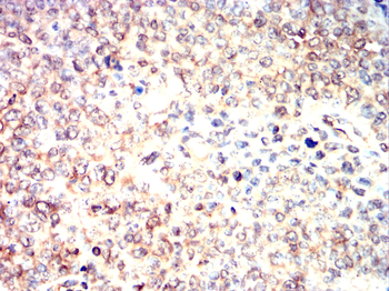 SNCA Antibody