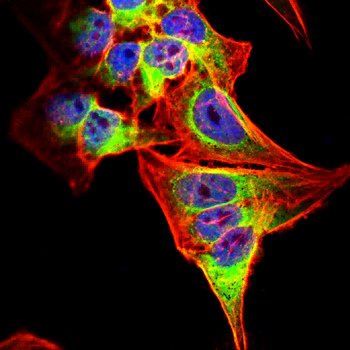 PICK1 Antibody