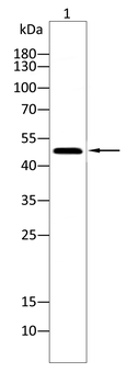 PICK1 Antibody