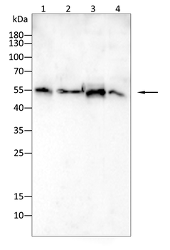 PICK1 Antibody