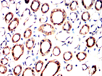 PLIN1 Antibody