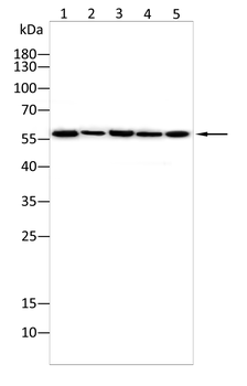 PLIN1 Antibody
