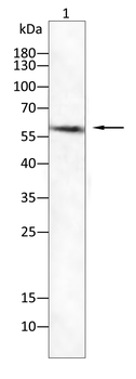 PLIN1 Antibody