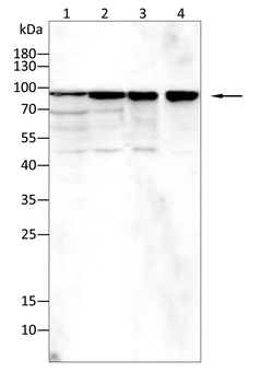 DLG2 Antibody
