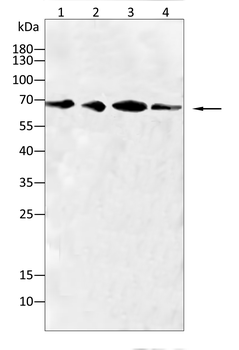GSN Antibody