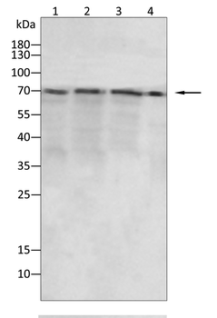 TOP1 Antibody