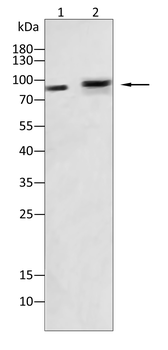 EZH2 Antibody