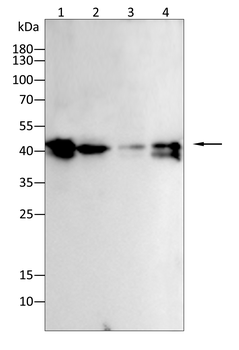 FTH1 Antibody