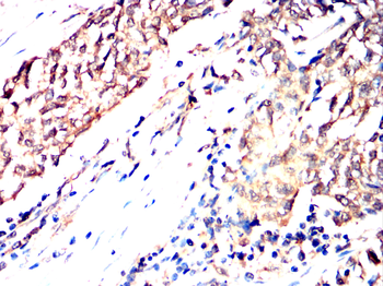 ISG15 Antibody