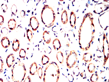 ISG15 Antibody