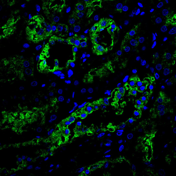 ISG15 Antibody