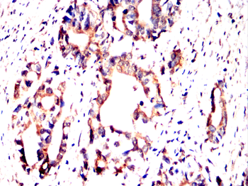 ISG15 Antibody