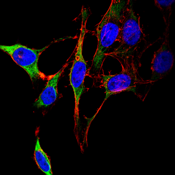 ISG15 Antibody