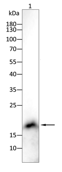 ISG15 Antibody