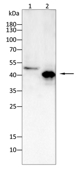 ADK Antibody