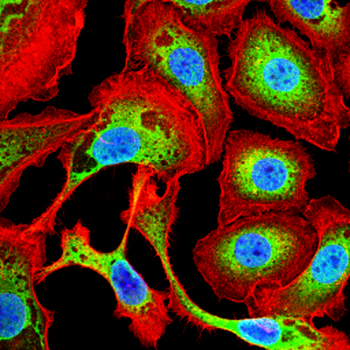 HIF1AN Antibody
