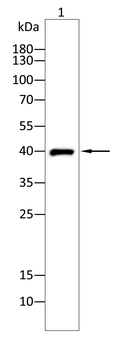 HIF1AN Antibody