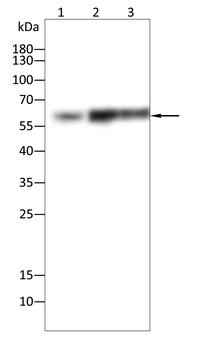 DPYSL5 Antibody