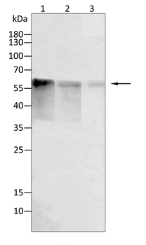 FUBP3 Antibody