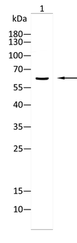 FUBP3 Antibody