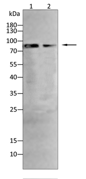 TOP1 Antibody