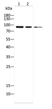 TOP1 Antibody
