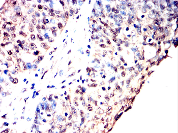 BANP Antibody